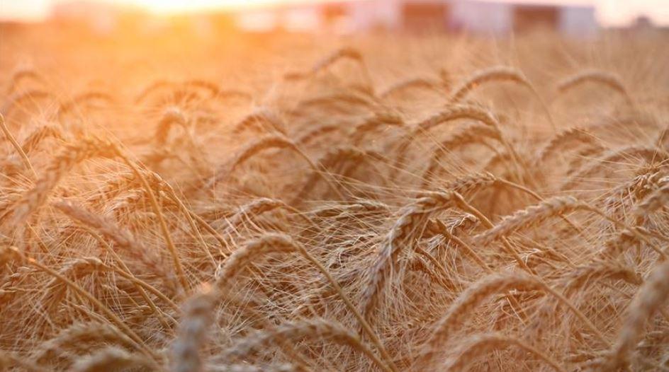 Vingt-cinq pays africains importent plus d'un tiers de leur blé de Russie et d’Ukraine (ONU)
