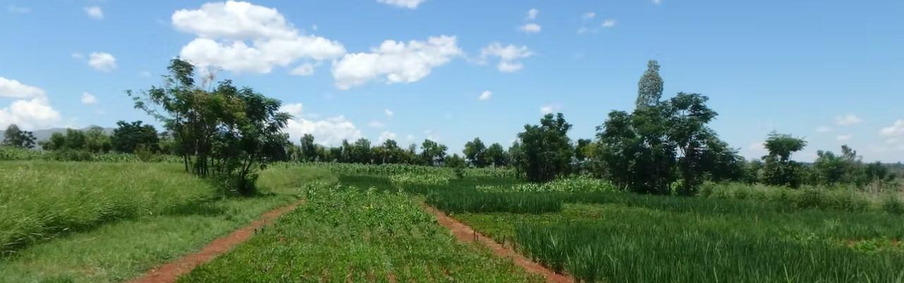 Sécurité alimentaire en Afrique : cultiver des légumineuses pour utiliser moins d’engrais minéraux ? Sécurité alimentaire en Afrique : cultiver des légumineuses pour utiliser moins d’engrais minéraux ?