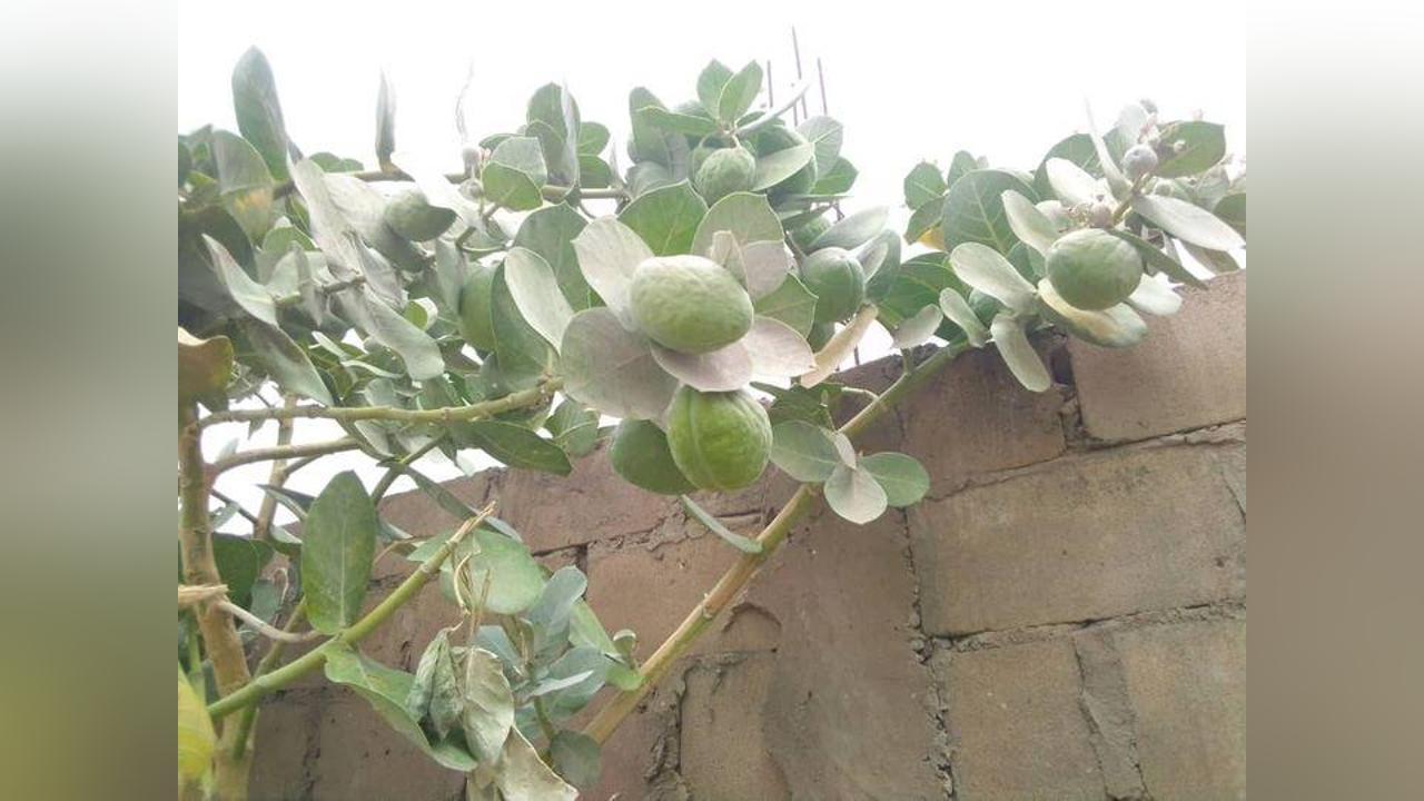 la pomme de Sodome, une plante aux multiples secrets la pomme de Sodome, une plante aux multiples secrets