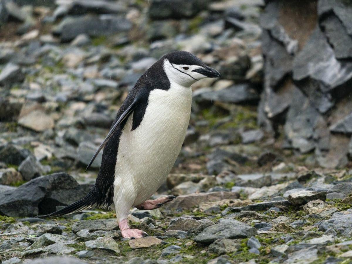 Le déclin des manchots pourrait aggraver le changement climatique Le déclin des manchots pourrait aggraver le changement climatique
