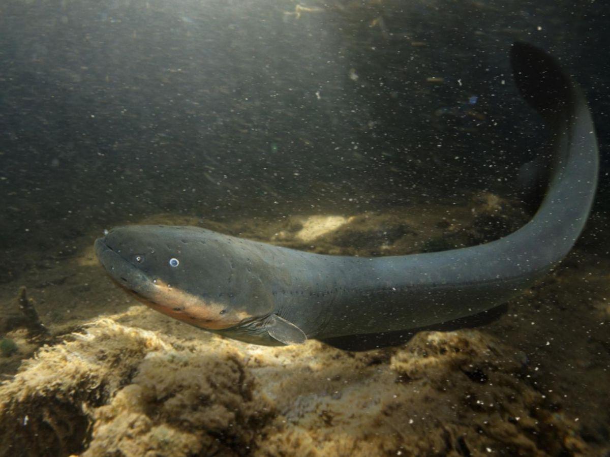 Peut-on se faire électrocuter par une anguille ? Peut-on se faire électrocuter par une anguille ?