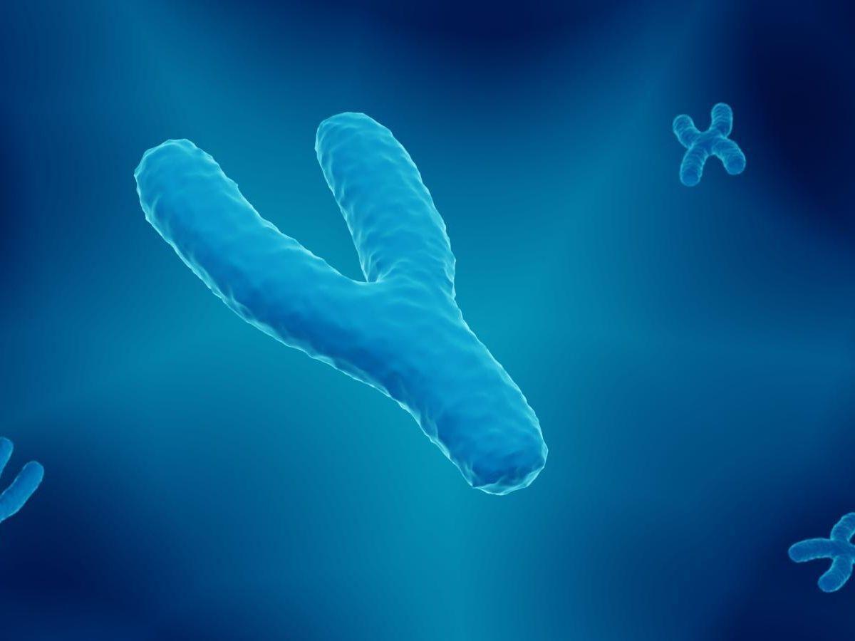Cancers : le rôle du chromosome Y serait déterminant Cancers : le rôle du chromosome Y serait déterminant
