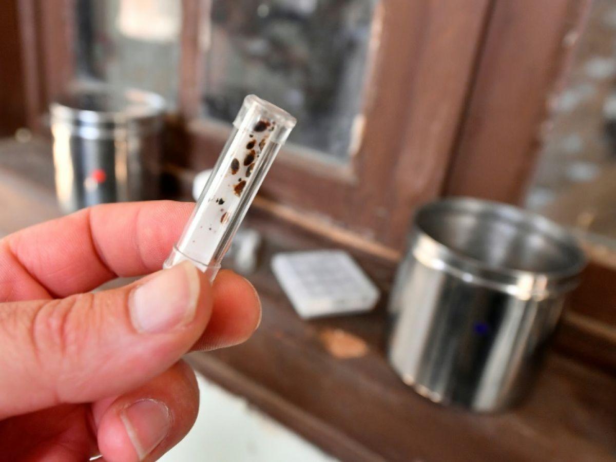 Les punaises de lit, petites bêtes mais grands traumas Les punaises de lit, petites bêtes mais grands traumas