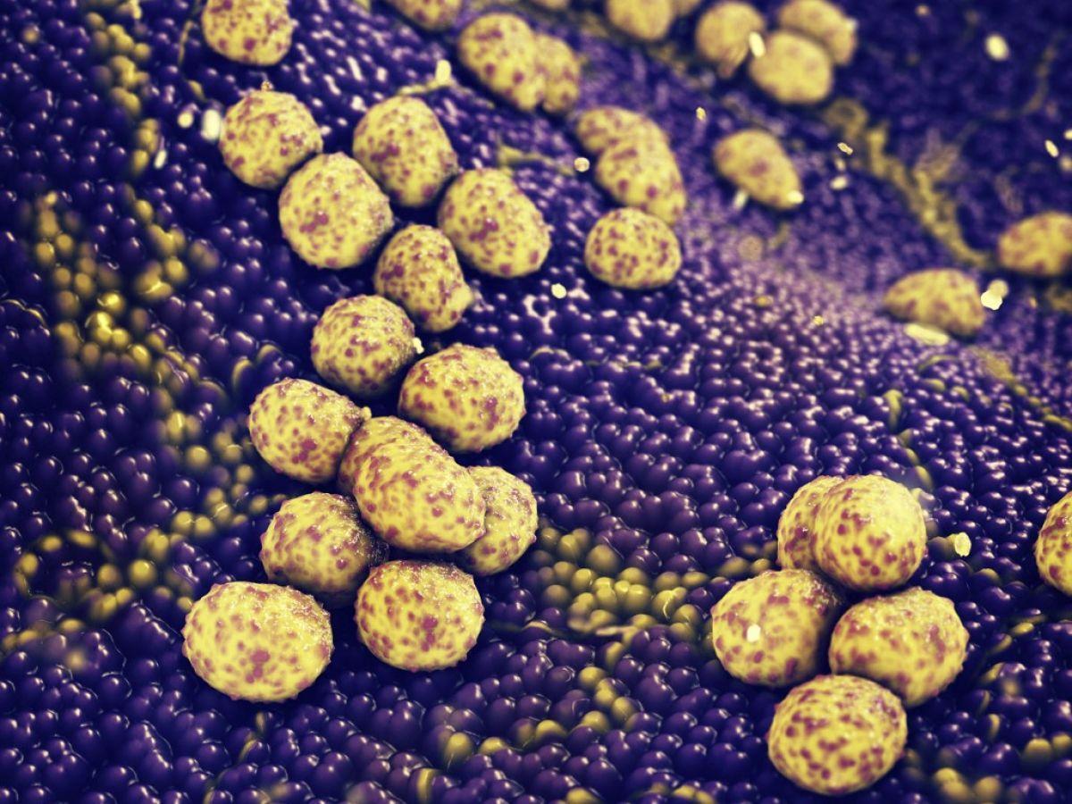 Un nouvel antibiotique imparable contre le staphylocoque doré Un nouvel antibiotique imparable contre le staphylocoque doré