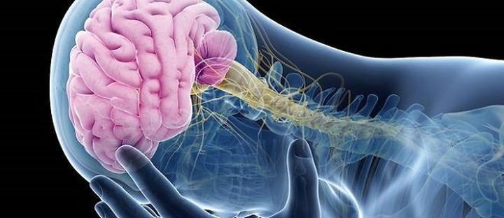 Cinq conseils de neuroscientifiques pour garder un cerveau en bonne santé Cinq conseils de neuroscientifiques pour garder un cerveau en bonne santé