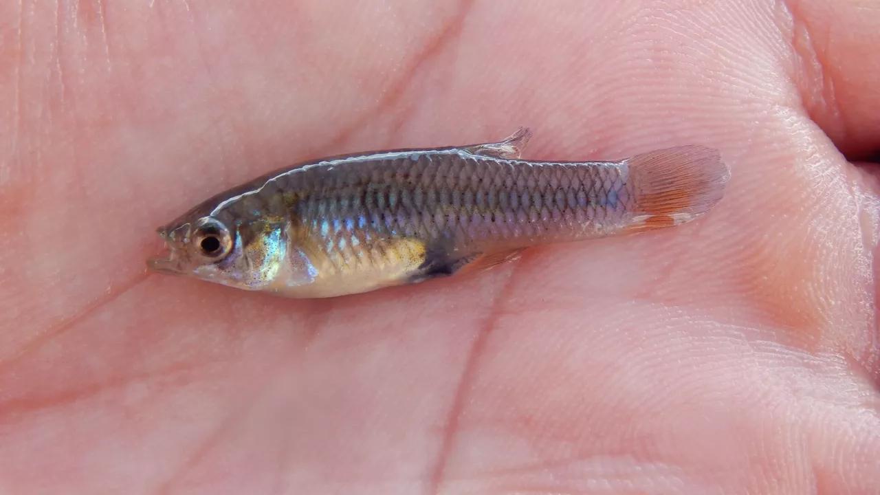 La Russie a un projet pour aider l'Afrique à lutter contre le paludisme La Russie a un projet pour aider l'Afrique à lutter contre le paludisme