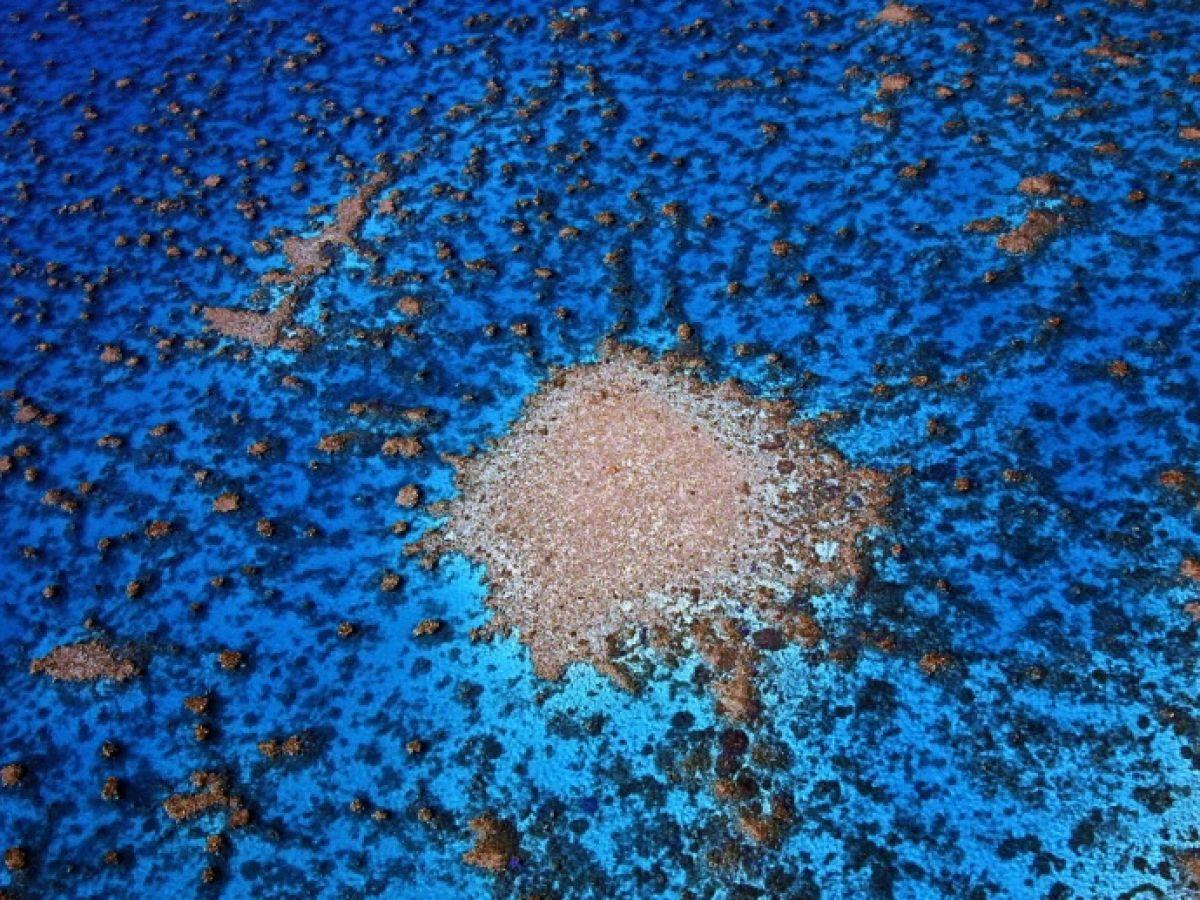 Pour sauver les coraux, les efforts devront se conjuguer en mer comme à terre, soulignent les scientifiques Pour sauver les coraux, les efforts devront se conjuguer en mer comme à terre, soulignent les scientifiques