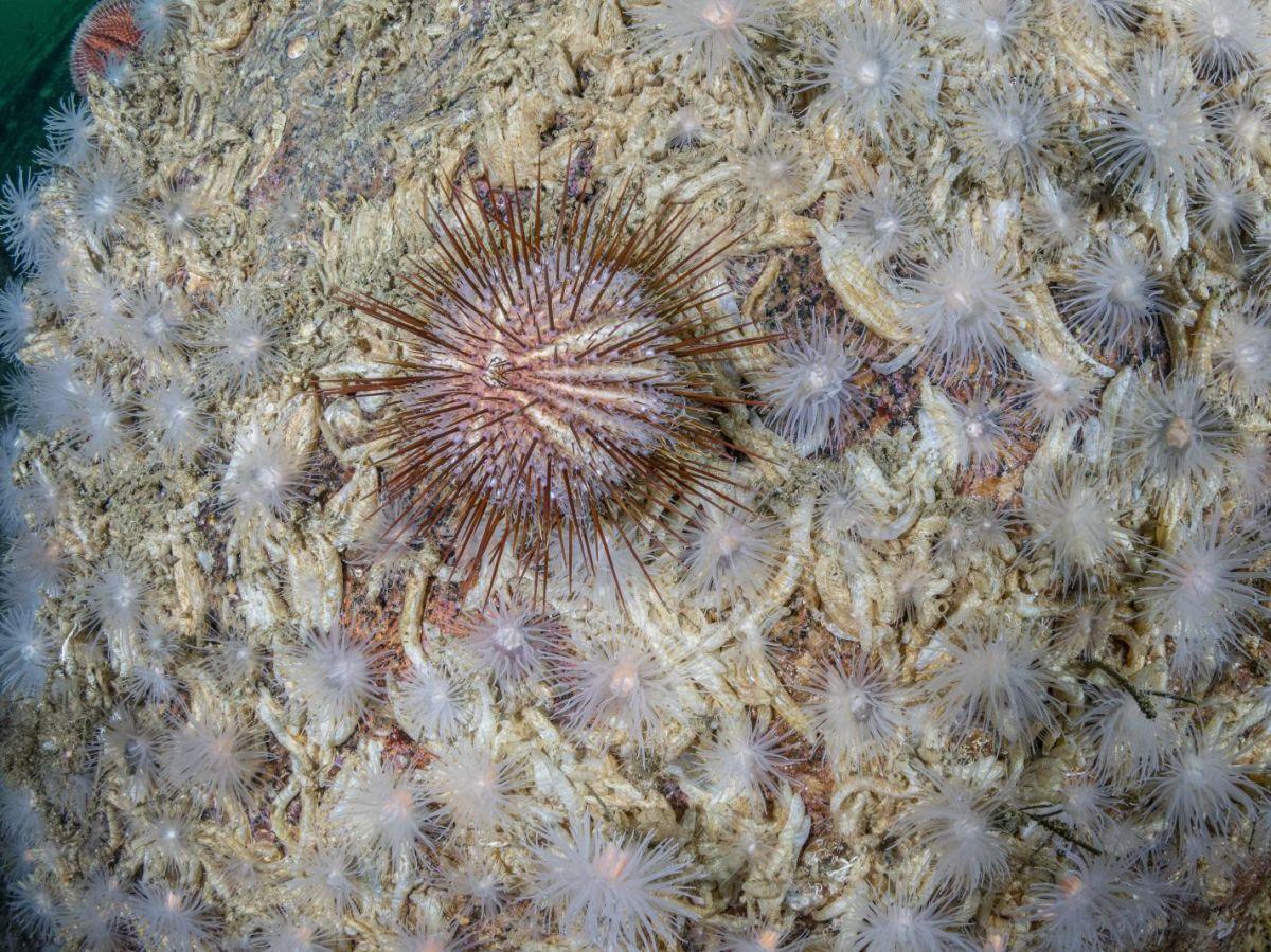 Pourquoi les oursins glissent-ils de leur rocher ? Pourquoi les oursins glissent-ils de leur rocher ?