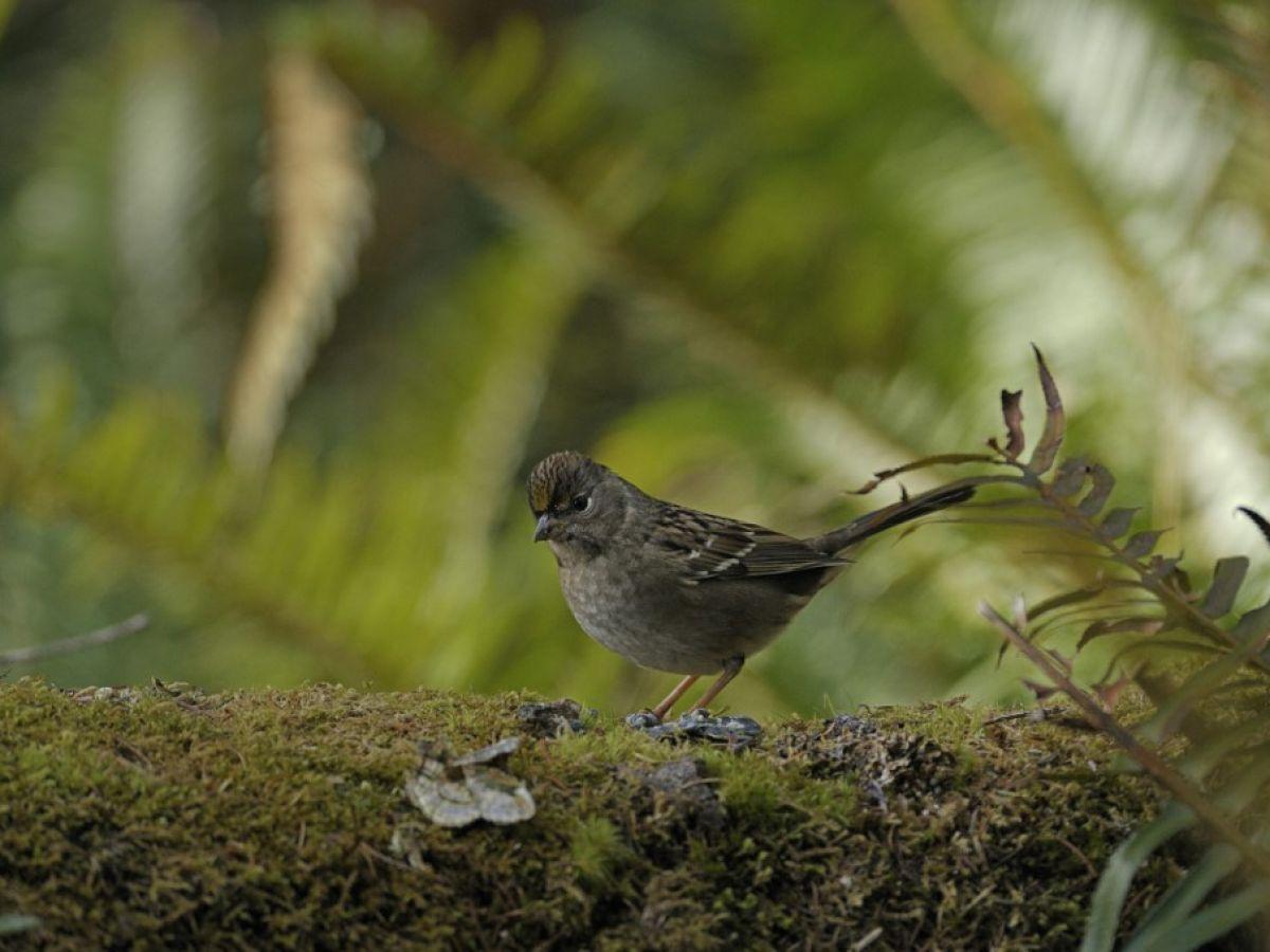 Mystérieuse migration : les bruants à couronne dorée s’éloignent de leurs lieux de prédilection lorsqu’ils perdent leurs amis Mystérieuse migration : les bruants à couronne dorée s’éloignent de leurs lieux de prédilection lorsqu’ils perdent leurs amis