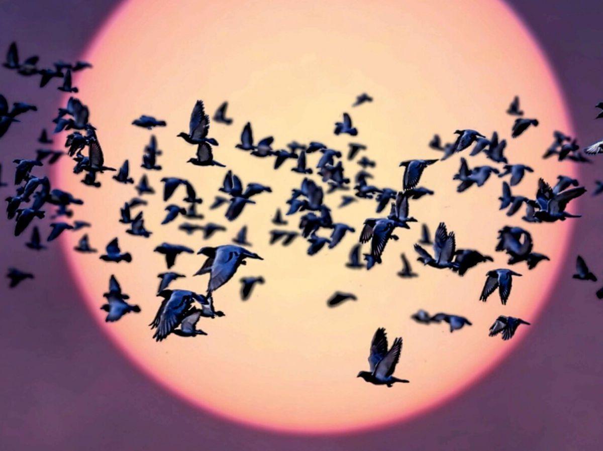 Les animaux sous l’influence du Soleil Les animaux sous l’influence du Soleil