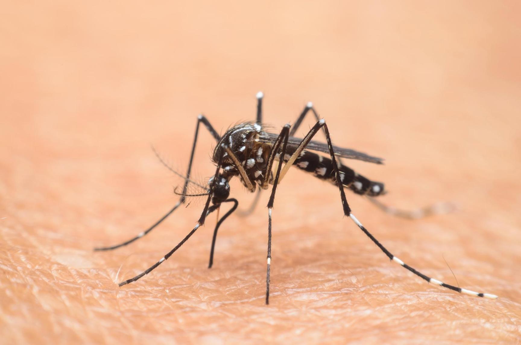 L’OMS s’inquiète de la progression de la dengue en Europe, aux États-Unis et en Afrique subsaharienne L’OMS s’inquiète de la progression de la dengue en Europe, aux États-Unis et en Afrique subsaharienne