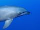 Les grands dauphins sont bien sensibles à l’électricité, confirme une étude Les grands dauphins sont bien sensibles à l’électricité, confirme une étude