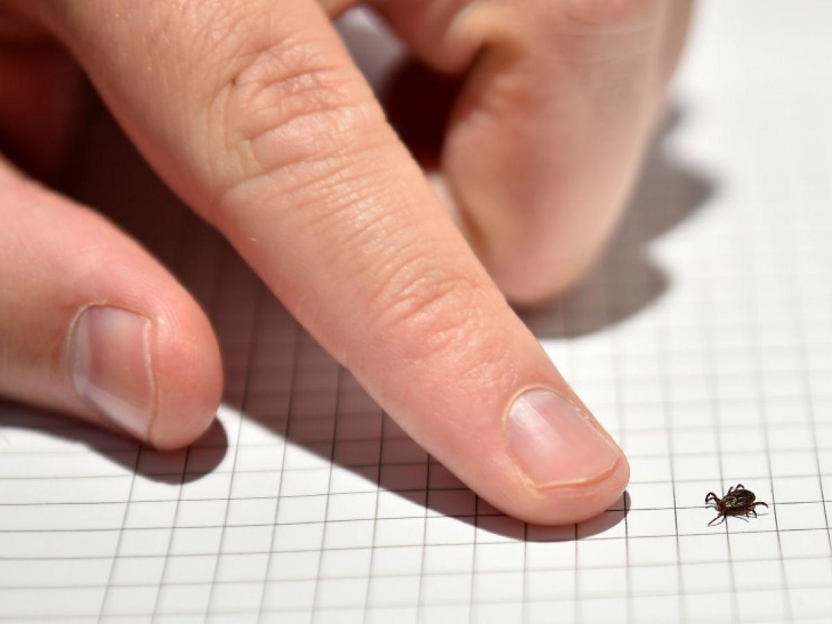 La chimie des fourmis pour mieux échapper aux tiques La chimie des fourmis pour mieux échapper aux tiques