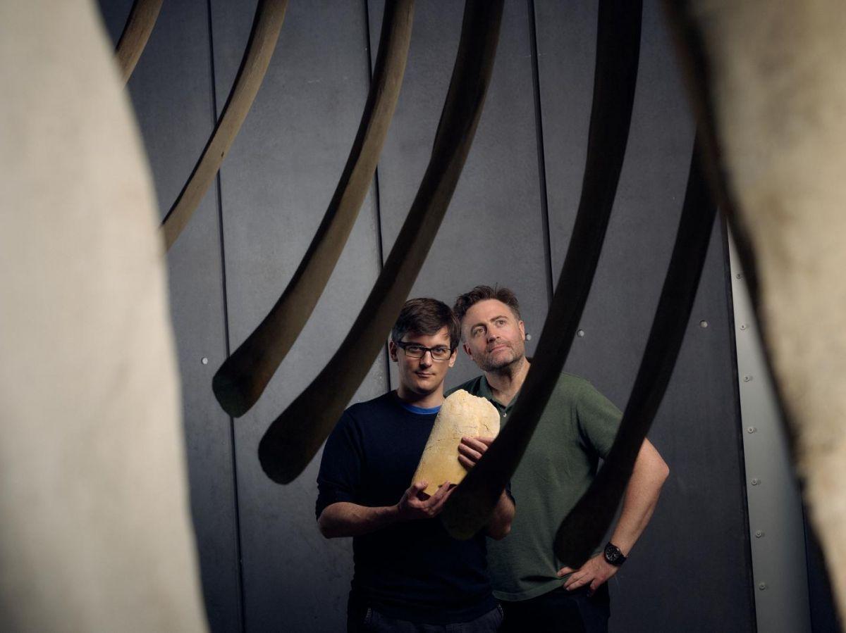 Un fossile jette le trouble sur l’origine des grosses baleines à fanons Un fossile jette le trouble sur l’origine des grosses baleines à fanons