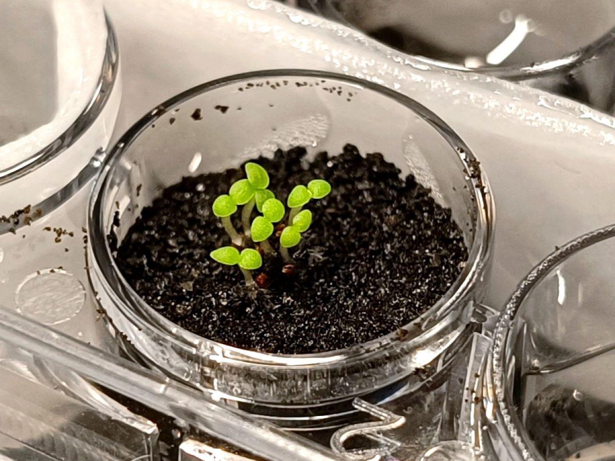 Ces bactéries pourront fertiliser le sol lunaire Ces bactéries pourront fertiliser le sol lunaire