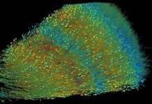 Harvard et Google ont cartographié le cerveau humain avec une précision inouïe Harvard et Google ont cartographié le cerveau humain avec une précision inouïe