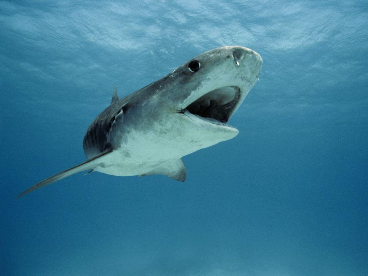 “Qu’est-ce que c’est que ça ?” : un requin-tigre recrache une étonnante proie devant des chercheurs médusés “Qu’est-ce que c’est que ça ?” : un requin-tigre recrache une étonnante proie devant des chercheurs médusés