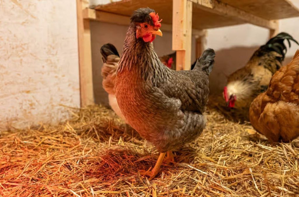 Comment Prot Ger Vos Poules Du Froid Cet Hiver Astuces Indispensables Guin E Quatoriale