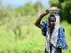 L’Afrique Face à Sa Plus Grande Crise Alimentaire L'Afrique Face à Sa Plus Grande Crise Alimentaire
