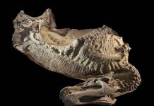 Momies de Dinosaures du Wyoming ne Sont pas des Momies Momies de Dinosaures du Wyoming ne Sont pas des Momies