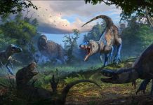 Nanotyrannus Réhabilité: un Fossile Relance le Débat Nanotyrannus Réhabilité: un Fossile Relance le Débat