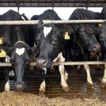 Norvège Suspend L’Usage D’Un Additif Anti-Méthane Norvège Suspend L’Usage D’Un Additif Anti-Méthane