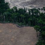 COP 30 Difficulté du Financement Contre la Déforestation COP 30 Difficulté du Financement Contre la Déforestation