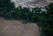 COP 30 Difficulté du Financement Contre la Déforestation COP 30 Difficulté du Financement Contre la Déforestation