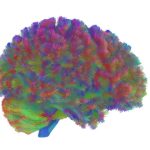 DECOUVERTE. Voici les Cinq Âges Clés de Notre Cerveau DECOUVERTE. Voici les Cinq Âges Clés de Notre Cerveau