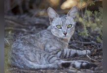 Ancêtre du Chat Domestique A Traversé la Méditerranée Ancêtre du Chat Domestique A Traversé la Méditerranée