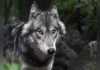 État Annonce Stabilité du Nombre de Loups en France État Annonce Stabilité du Nombre de Loups en France