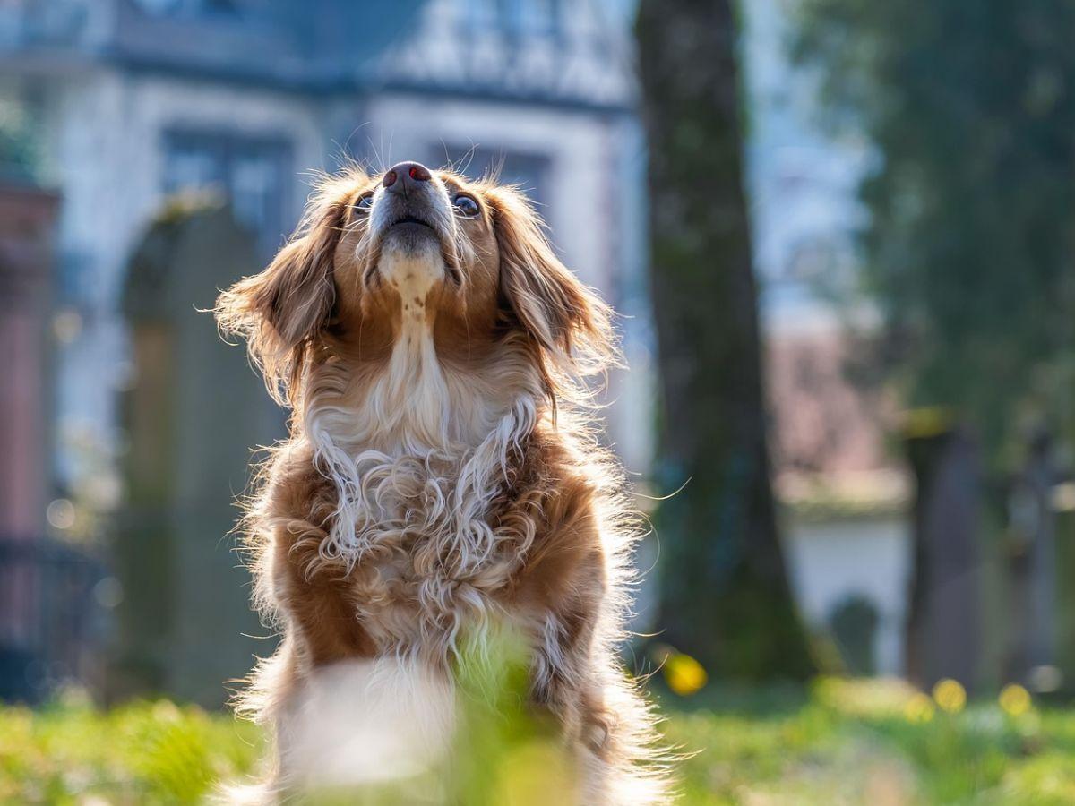 Croisements Récents avec Loups Influencent Chiens Modernes Croisements Récents avec Loups Influencent Chiens Modernes