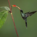 Évolution du Bec du Colibri pour Transpercer Adversaires Évolution du Bec du Colibri pour Transpercer Adversaires