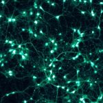 Rôle de la Dopamine dans L’Apprentissage et le Plaisir Rôle de la Dopamine dans L’Apprentissage et le Plaisir