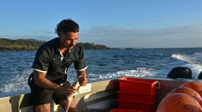 Traque High-Tech des Requins en Australie Traque High-Tech des Requins en Australie