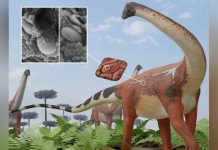 Sauropodes: Dinosaures Géants aux Couleurs Variées Sauropodes: Dinosaures Géants aux Couleurs Variées