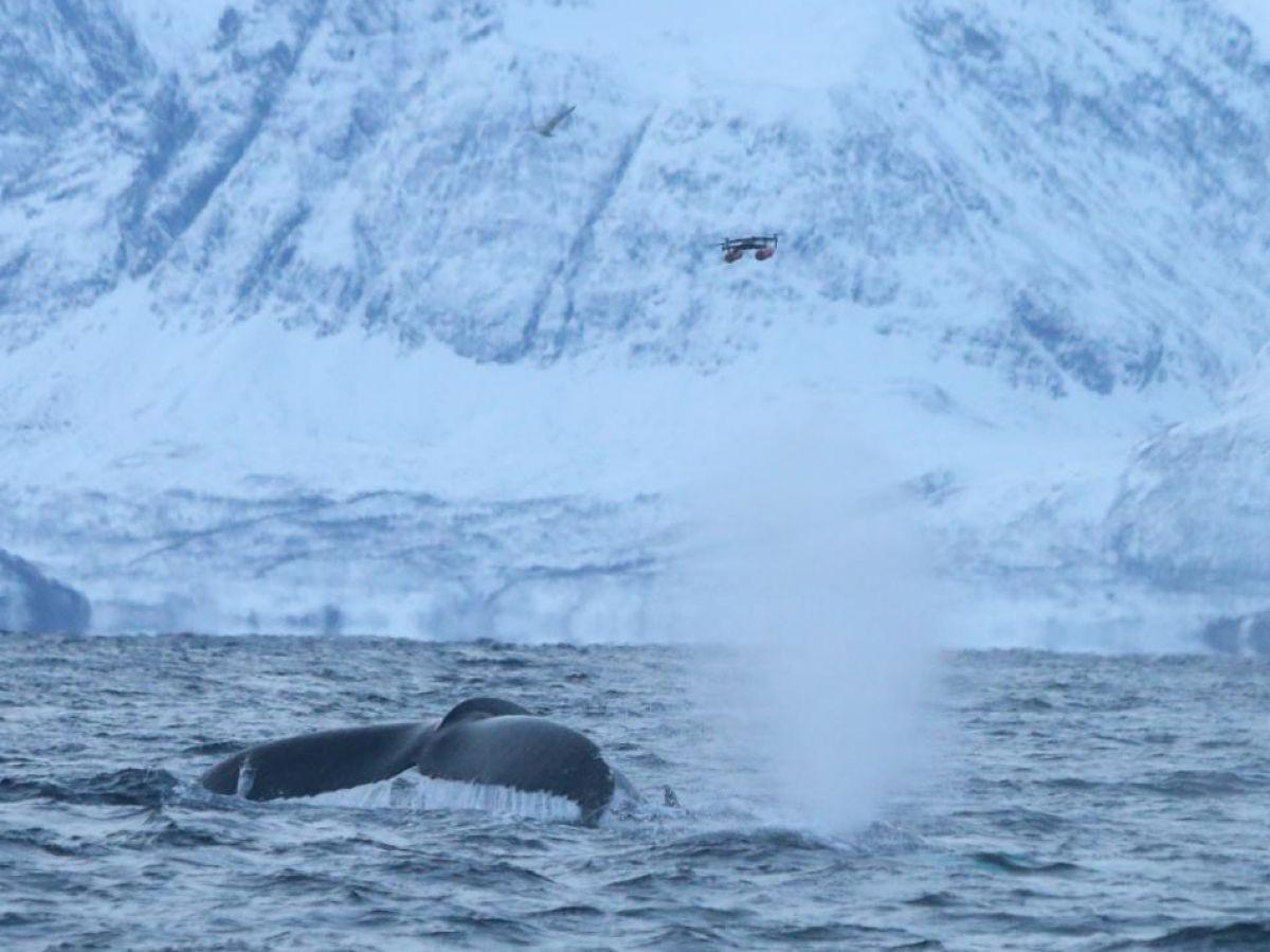 Prélever L’Haleine des Baleines par Drone pour Évaluer Santé Prélever L’Haleine des Baleines par Drone pour Évaluer Santé