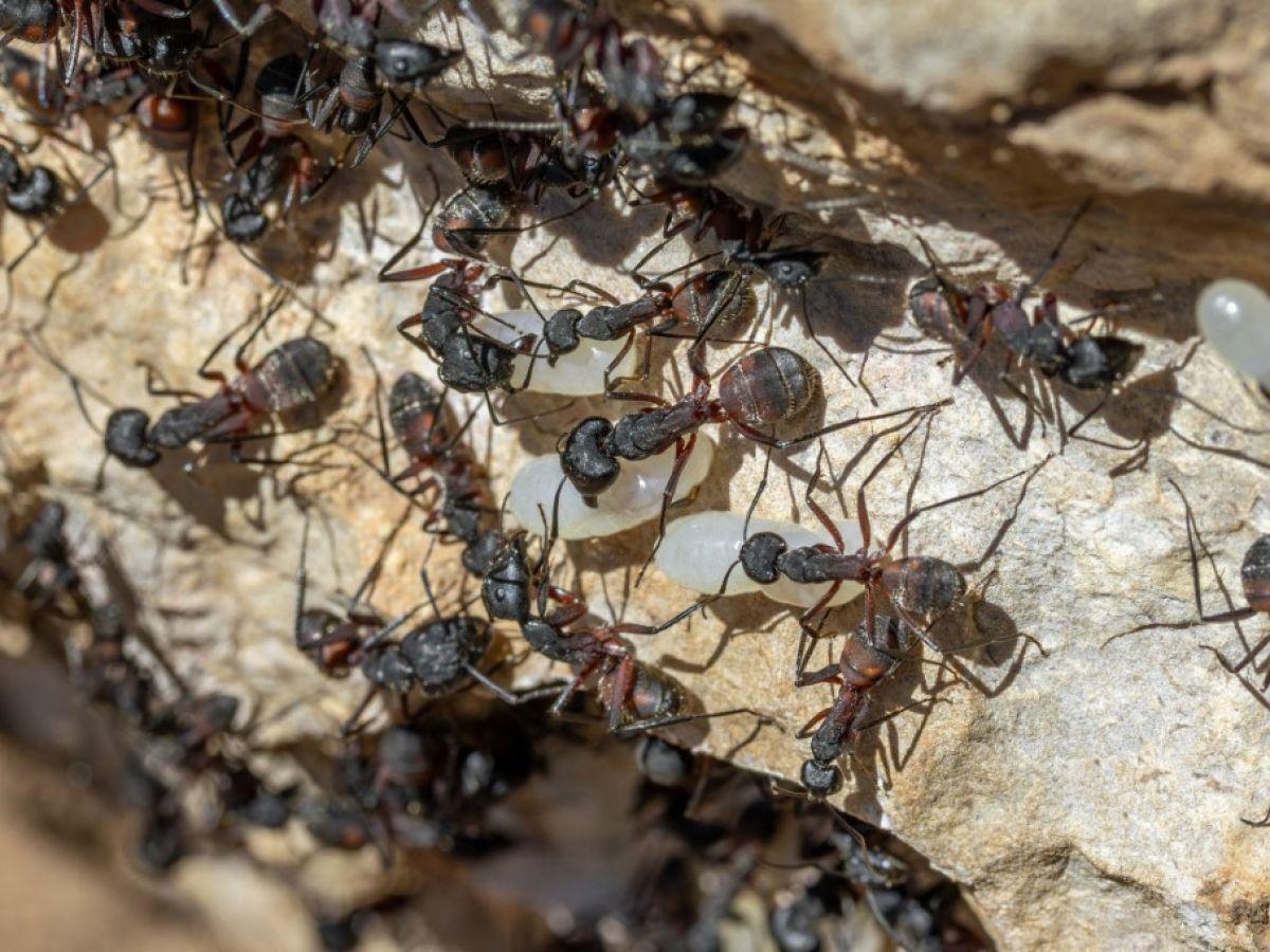 Chez les Fourmis, la Quantité Prime sur la Qualité Chez les Fourmis, la Quantité Prime sur la Qualité