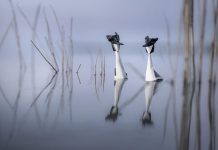 Origami Sauvage: Pliages Poétiques D’Animaux Origami Sauvage: Pliages Poétiques D’Animaux