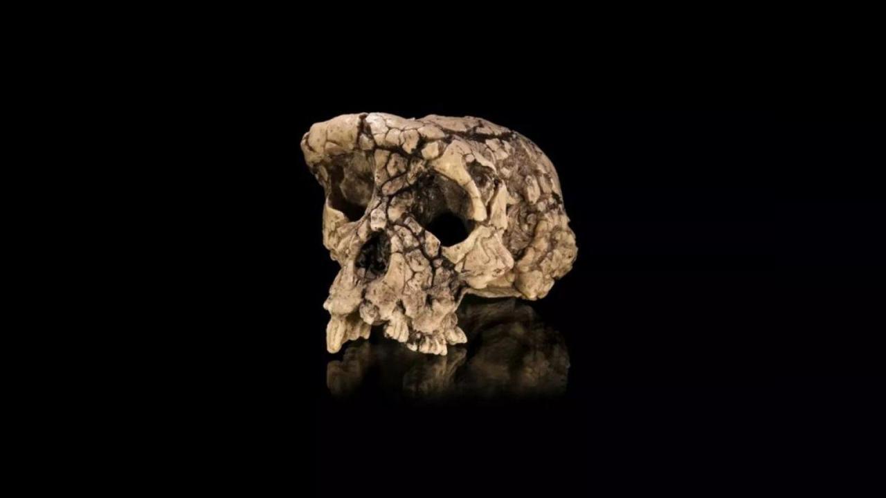 Nouvelle Étude Soutient Bipédie de Toumaï, Ancêtre Potentiel Nouvelle Étude Soutient Bipédie de Toumaï, Ancêtre Potentiel