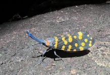 Un Rythme sans Précédent: 16 000 Nouvelles Espèces Un Rythme sans Précédent: 16 000 Nouvelles Espèces