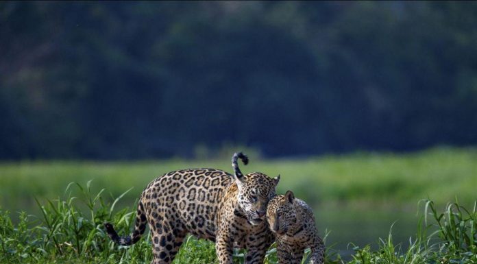 Femelles Jaguars Sauvages Miaulent pour Communiquer Femelles Jaguars Sauvages Miaulent pour Communiquer