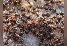 La Pollution de L’Air Détruit Aussi les Colonies de Fourmis La Pollution de L’Air Détruit Aussi les Colonies de Fourmis