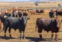 Vaccins Contre la Fièvre Aphteuse Produits en Afrique du Sud Vaccins Contre la Fièvre Aphteuse Produits en Afrique du Sud