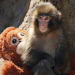 Accroche-Toi Punch: un Bébé Macaque Fait Sensation Accroche-Toi Punch: un Bébé Macaque Fait Sensation