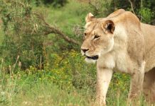 Tanganyika: un Lion en Divagation SèMe la Panique À Nyunzu Tanganyika: un Lion en Divagation SèMe la Panique À Nyunzu
