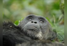 Consommation D’Alcool chez les Chimpanzés Confirmée Consommation D’Alcool chez les Chimpanzés Confirmée