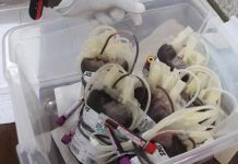 Blood donated by Kenyan youth contaminated