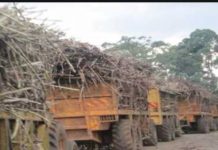 Cheap sugar imports killing Kenyan millers, KNASFO claims