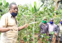 Farmers uproot coffee trees to protest Sh14 pay per kilo